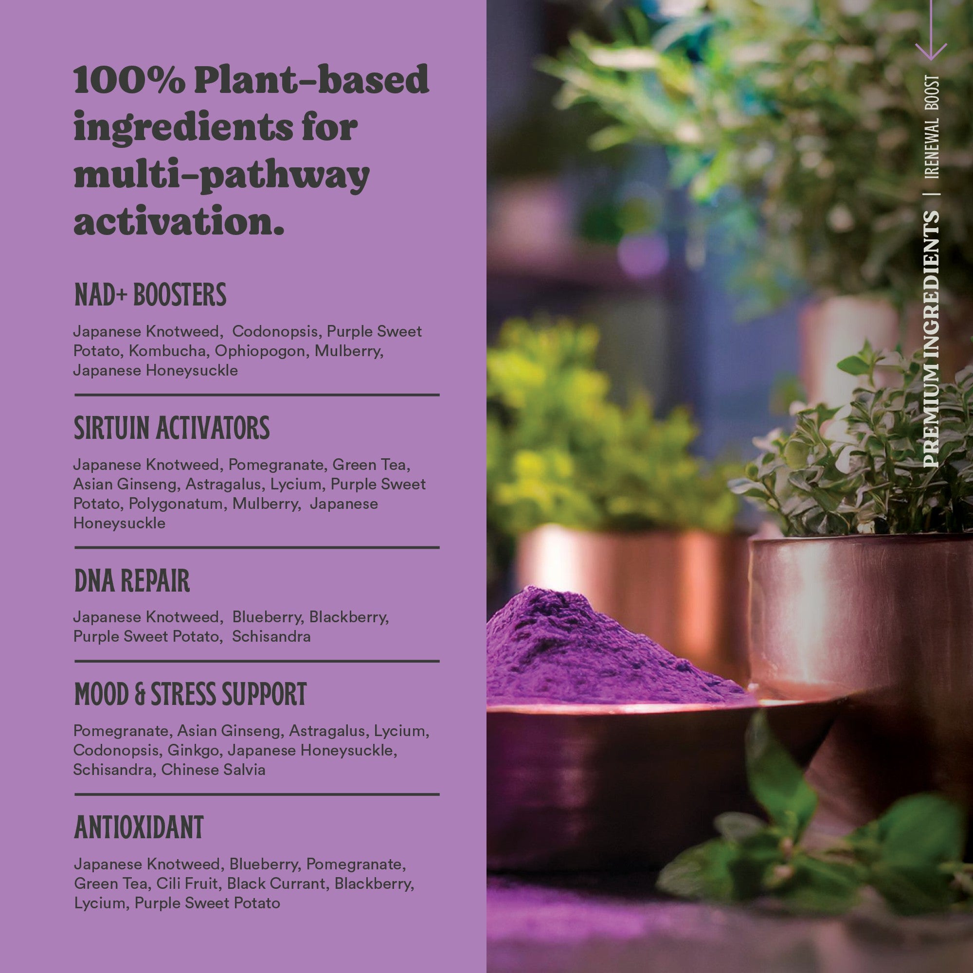 Renewal Boost - NAD+ Powder – Anti-Aging Support & DNA Repair