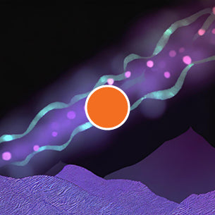 T lymphocytes and macrophage stimulation
